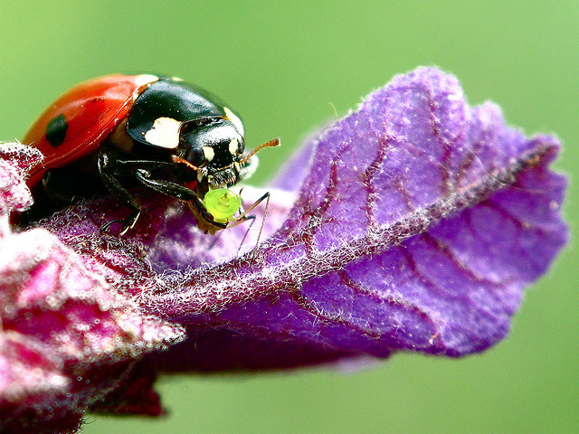 ladybugs and aphids